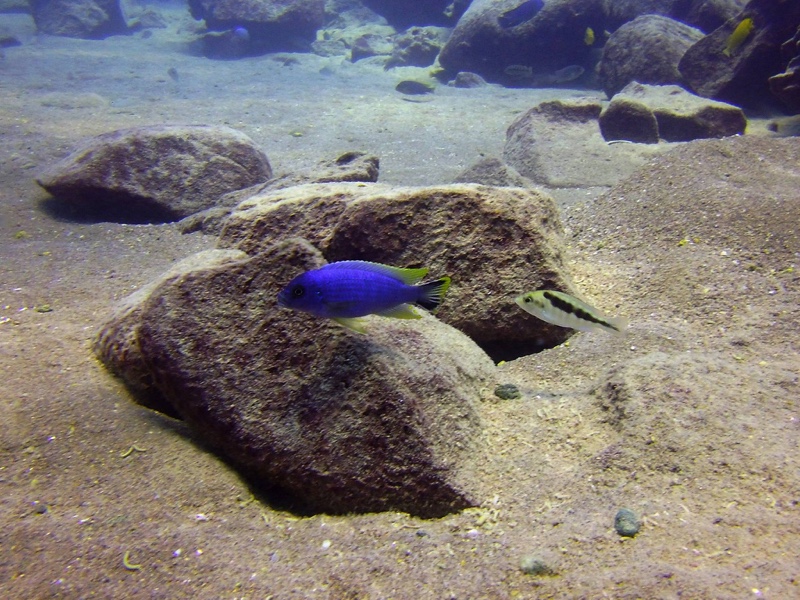 Maylandia sp. 'aurora bevous' Chizumulu Island